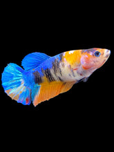 Load image into Gallery viewer, Female Halfmoon Plakat - Galaxy #1440 - Live Betta Fish
