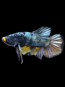 Male Halfmoon Plakat - Fancy Copper #1440 - Live Betta Fish