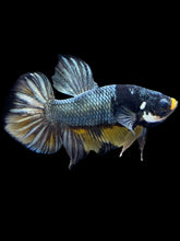 Load image into Gallery viewer, Male Halfmoon Plakat - Fancy Copper #1440 - Live Betta Fish
