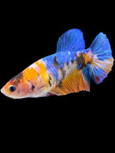 Load image into Gallery viewer, Female Halfmoon Plakat - Galaxy #1440 - Live Betta Fish
