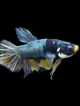 Load image into Gallery viewer, Male Halfmoon Plakat - Fancy Copper #1440 - Live Betta Fish
