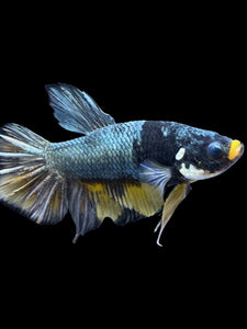 Male Halfmoon Plakat - Fancy Copper #1440 - Live Betta Fish
