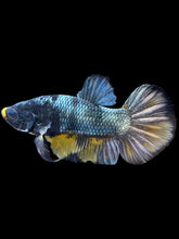 Load image into Gallery viewer, Male Halfmoon Plakat - Fancy Copper #1440 - Live Betta Fish
