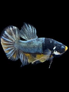 Male Halfmoon Plakat - Fancy Copper #1440 - Live Betta Fish