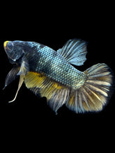 Load image into Gallery viewer, Male Halfmoon Plakat - Fancy Copper #1440 - Live Betta Fish
