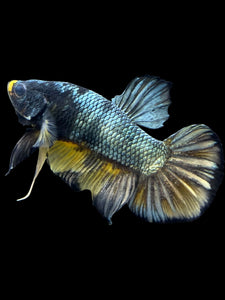 Male Halfmoon Plakat - Fancy Copper #1440 - Live Betta Fish