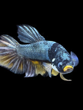 Load image into Gallery viewer, Male Halfmoon Plakat - Fancy Copper #1440 - Live Betta Fish
