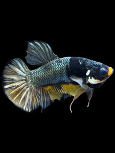 Male Halfmoon Plakat - Fancy Copper #1440 - Live Betta Fish
