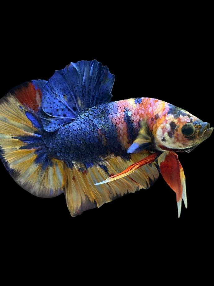 Male Halfmoon Plakat - Multicolor #1442 - Live Betta Fish