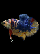 Load image into Gallery viewer, Male Halfmoon Plakat - Multicolor #1442 - Live Betta Fish

