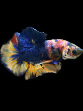 Load image into Gallery viewer, Male Halfmoon Plakat - Multicolor #1442 - Live Betta Fish
