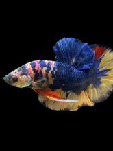 Load image into Gallery viewer, Male Halfmoon Plakat - Multicolor #1442 - Live Betta Fish
