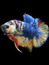 Load image into Gallery viewer, Male Halfmoon Plakat - Multicolor #1442 - Live Betta Fish
