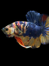 Load image into Gallery viewer, Male Halfmoon Plakat - Multicolor #1442 - Live Betta Fish
