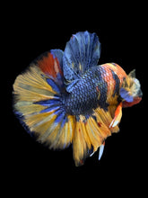 Load image into Gallery viewer, Male Halfmoon Plakat - Multicolor #1442 - Live Betta Fish
