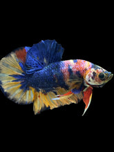 Load image into Gallery viewer, Male Halfmoon Plakat - Multicolor #1442 - Live Betta Fish
