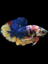 Load image into Gallery viewer, Male Halfmoon Plakat - Multicolor #1442 - Live Betta Fish
