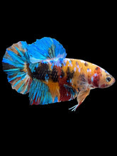 Load image into Gallery viewer, GIANT Male Halfmoon Plakat - Multicolor #1443 - Live Betta Fish
