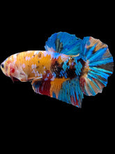 Load image into Gallery viewer, GIANT Male Halfmoon Plakat - Multicolor #1443 - Live Betta Fish
