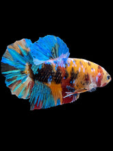 Load image into Gallery viewer, GIANT Male Halfmoon Plakat - Multicolor #1443 - Live Betta Fish
