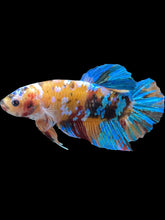 Load image into Gallery viewer, GIANT Male Halfmoon Plakat - Multicolor #1443 - Live Betta Fish
