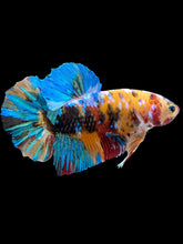 Load image into Gallery viewer, GIANT Male Halfmoon Plakat - Multicolor #1443 - Live Betta Fish
