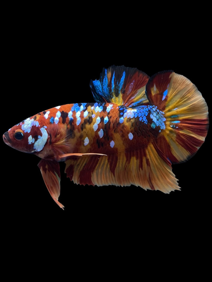GIANT Male Halfmoon Plakat - Multicolor #1444 - Live Betta Fish