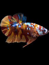 Load image into Gallery viewer, GIANT Male Halfmoon Plakat - Multicolor #1444 - Live Betta Fish
