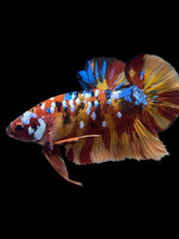Load image into Gallery viewer, GIANT Male Halfmoon Plakat - Multicolor #1444 - Live Betta Fish
