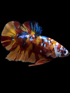 GIANT Male Halfmoon Plakat - Multicolor #1444 - Live Betta Fish