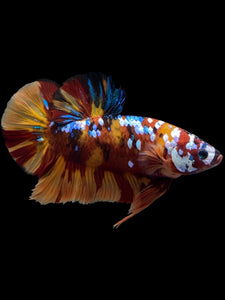 GIANT Male Halfmoon Plakat - Multicolor #1444 - Live Betta Fish