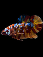 Load image into Gallery viewer, GIANT Male Halfmoon Plakat - Multicolor #1444 - Live Betta Fish
