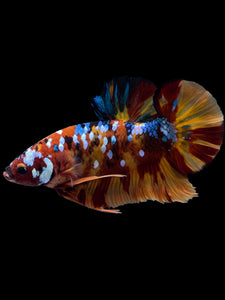 GIANT Male Halfmoon Plakat - Multicolor #1444 - Live Betta Fish