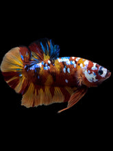 Load image into Gallery viewer, GIANT Male Halfmoon Plakat - Multicolor #1444 - Live Betta Fish
