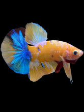 Load image into Gallery viewer, Male Halfmoon Plakat - Candy #1445 - Live Betta Fish
