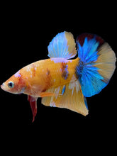 Load image into Gallery viewer, Male Halfmoon Plakat - Candy #1445 - Live Betta Fish
