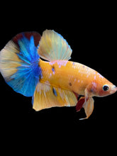 Load image into Gallery viewer, Male Halfmoon Plakat - Candy #1445 - Live Betta Fish
