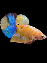 Load image into Gallery viewer, Male Halfmoon Plakat - Candy #1445 - Live Betta Fish

