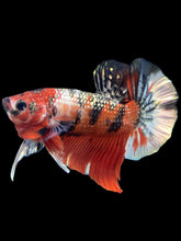 Load image into Gallery viewer, Male Halfmoon Plakat - Red Gold Glitter #1446 - Live Betta Fish
