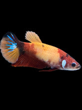 Load image into Gallery viewer, Female Halfmoon Plakat - Nemo Galaxy #1446 - Live Betta Fish
