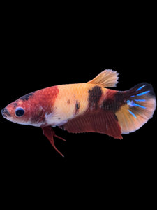 Female Halfmoon Plakat - Nemo Galaxy #1446 - Live Betta Fish