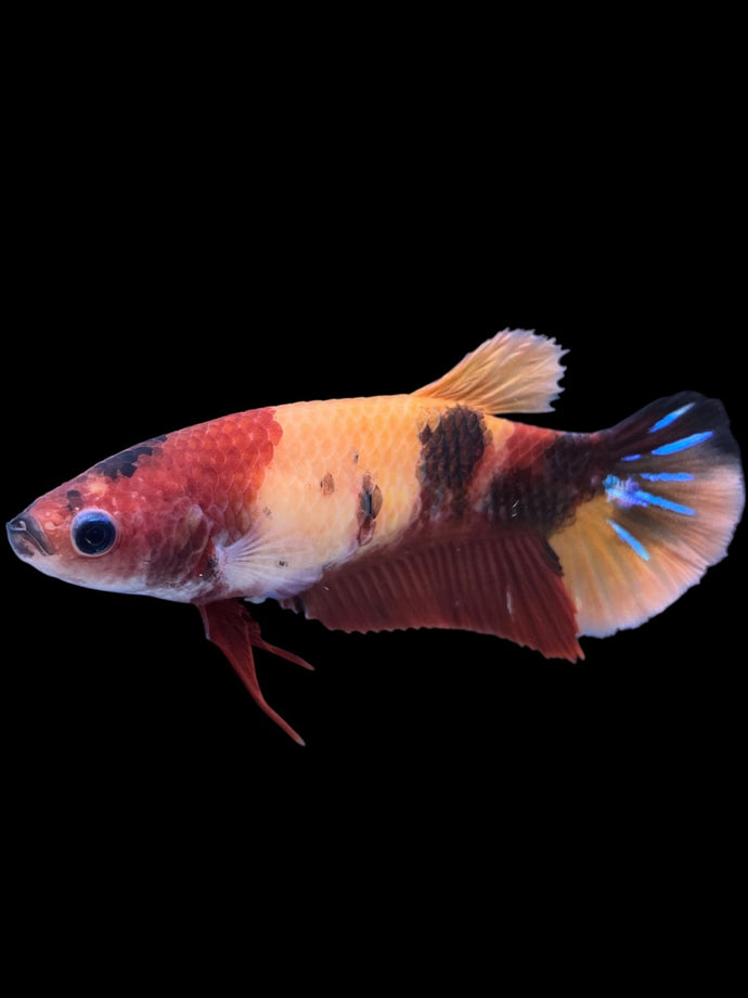 Female Halfmoon Plakat - Nemo Galaxy #1446 - Live Betta Fish