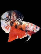 Load image into Gallery viewer, Male Halfmoon Plakat - Red Gold Glitter #1446 - Live Betta Fish
