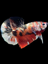 Load image into Gallery viewer, Male Halfmoon Plakat - Red Gold Glitter #1446 - Live Betta Fish
