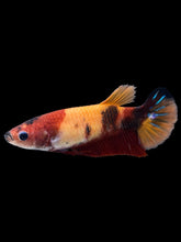 Load image into Gallery viewer, Female Halfmoon Plakat - Nemo Galaxy #1446 - Live Betta Fish
