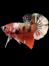 Load image into Gallery viewer, Male Halfmoon Plakat - Red Gold Glitter #1446 - Live Betta Fish
