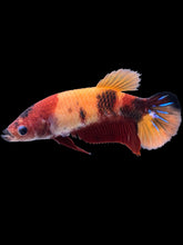 Load image into Gallery viewer, Female Halfmoon Plakat - Nemo Galaxy #1446 - Live Betta Fish
