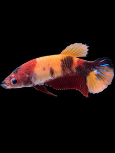 Female Halfmoon Plakat - Nemo Galaxy #1446 - Live Betta Fish