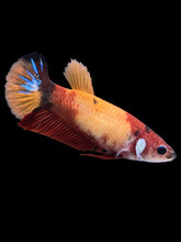 Load image into Gallery viewer, Female Halfmoon Plakat - Nemo Galaxy #1446 - Live Betta Fish
