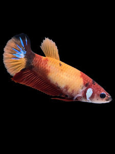 Female Halfmoon Plakat - Nemo Galaxy #1446 - Live Betta Fish